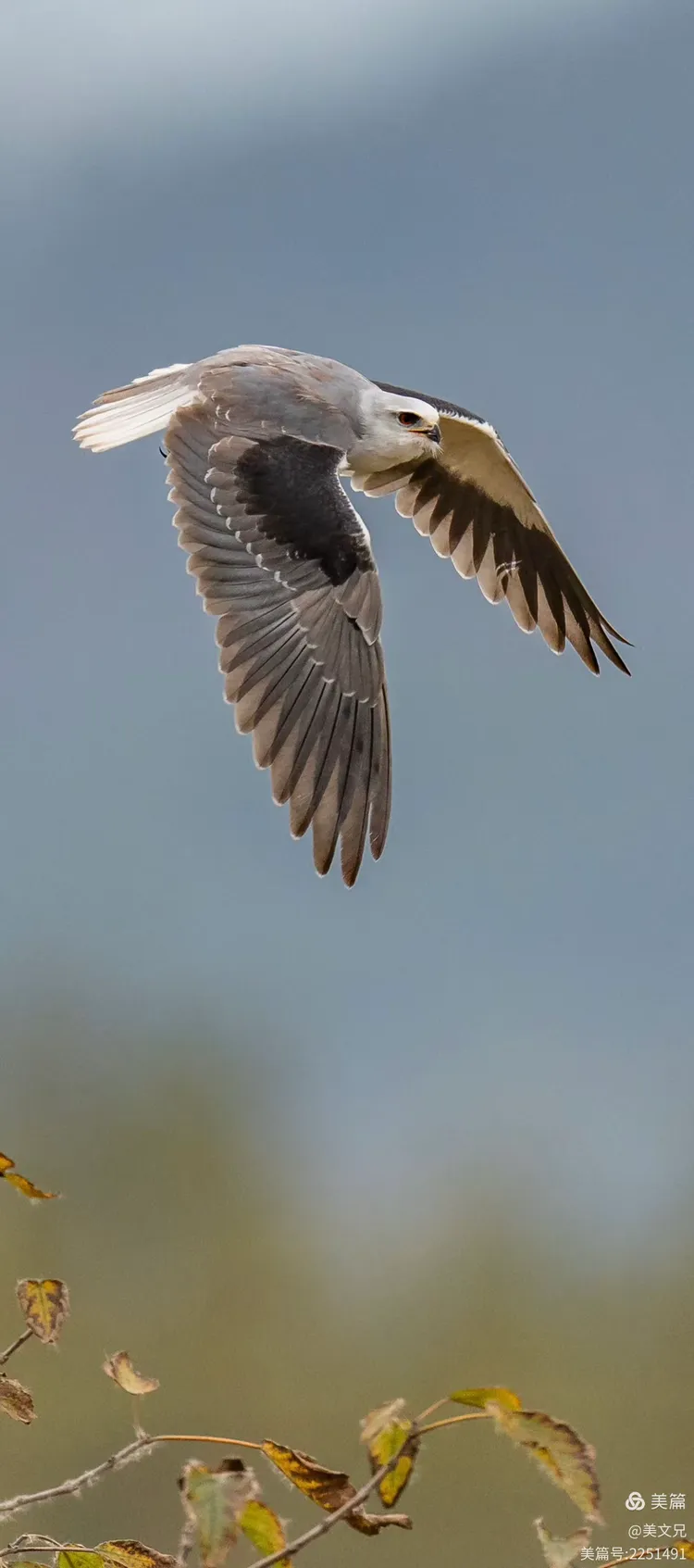黑翅鸢英姿勃发